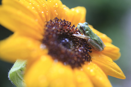Sunflower and the frog