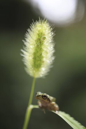 frog on a plant close up