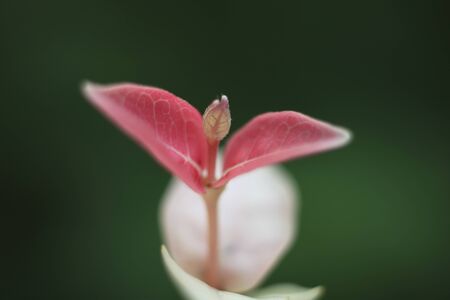 Sprout of Hatsuyukikazuraの写真素材