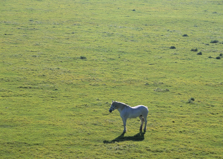 White horseの写真素材