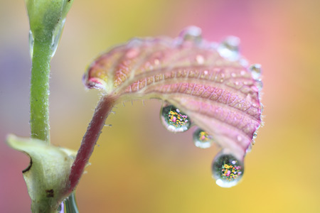 Hyuugamizki in the morning dewの写真素材