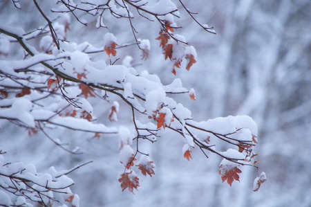 Autumn leaves and snowの写真素材