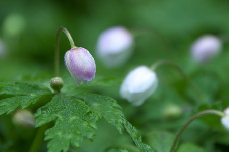 Overstoryの写真素材