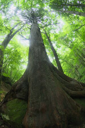 Giant trees