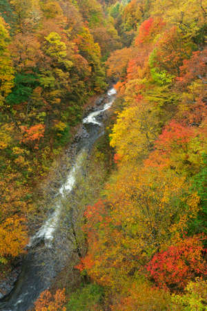 Autumn leaves of Nakatsugawa Valleyの写真素材