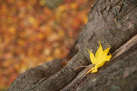 One piece mapleの写真素材