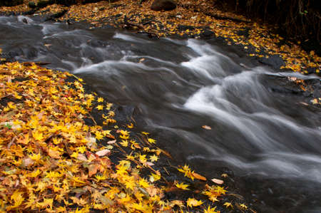 Autumn leaves and riverの写真素材