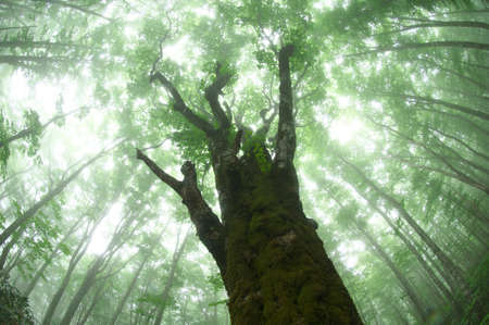 Lord of the forest of beechの写真素材