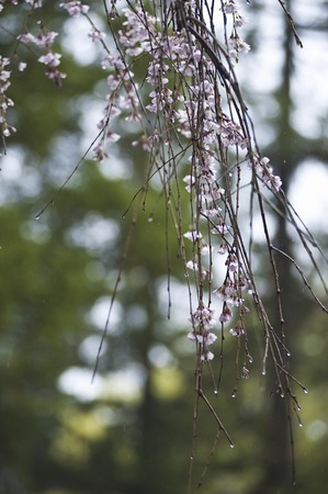 Weeping cherry treeの写真素材