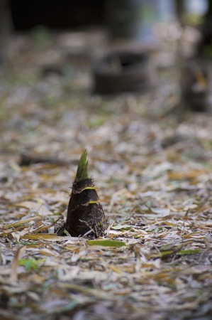 Bamboo shootsの写真素材