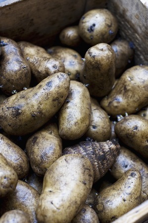 Potato