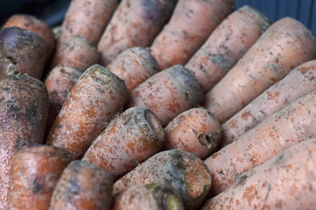 Carrotの写真素材