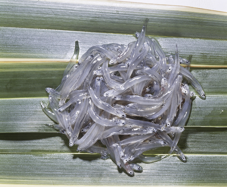 Raw whitebait