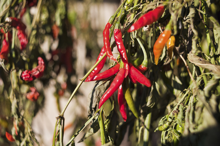 Chili pepperの写真素材