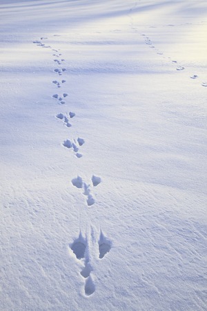 Footprints in the snowの写真素材