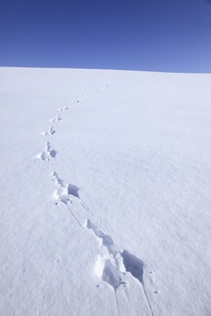 Footprints in the snowの写真素材