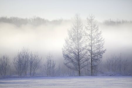 Mononoke snow storm and treesの写真素材
