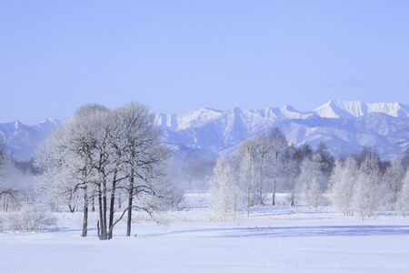 Snowy trees