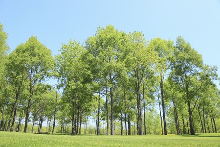 Fresh green trees