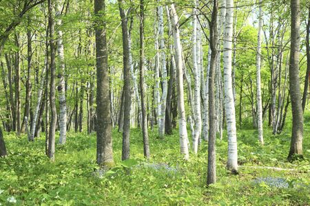 Fresh green treesの写真素材