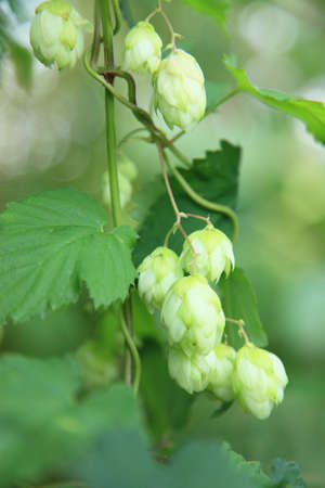 Humulus