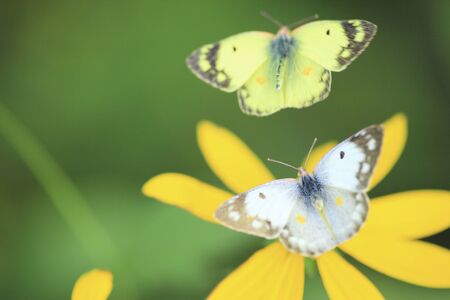 Flowers and eastern pale clouded yellowの写真素材