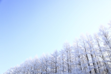 Rime iceの写真素材