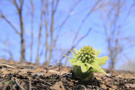 Fukinoto close up の写真素材
