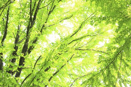 Fresh green trees