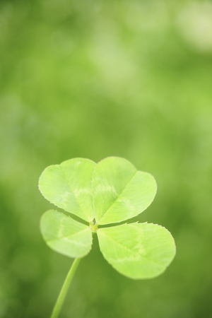 Fourleaf cloverの写真素材