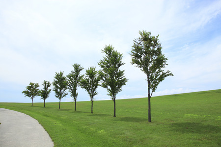 Trees lawn