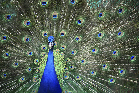 Peacockの写真素材