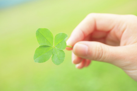 Four leaf clover.の写真素材