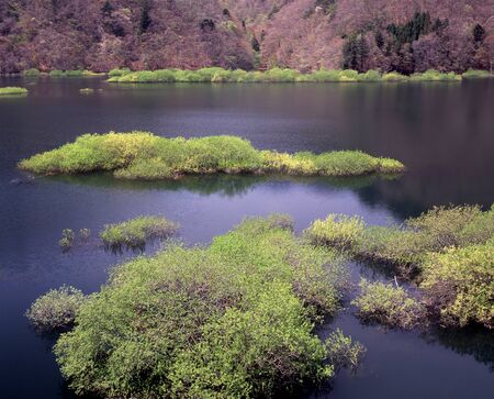 Fresh green Ikarikoの写真素材