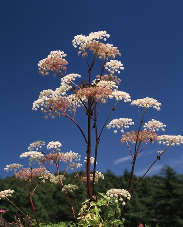 Angelicaの写真素材