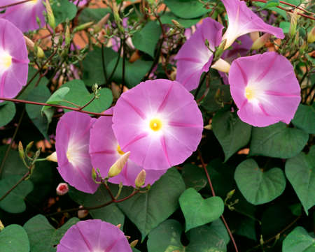Morning glory