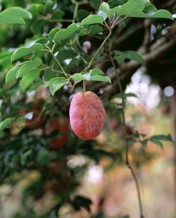 Yichun realの写真素材