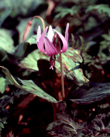 Dogtooth violet flowersの写真素材