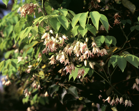 Yichun flowers