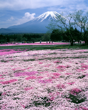 Fuji phloxの写真素材