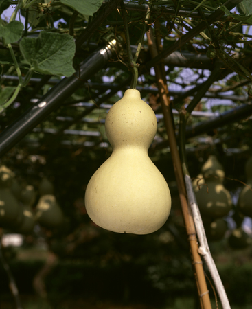 Gourdの写真素材