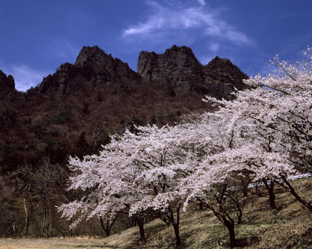 Sakura Satoの写真素材