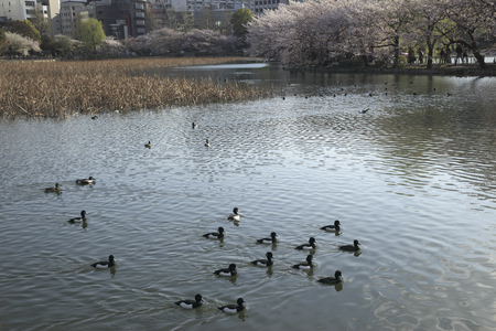 Tufted of Shinobazunoikeの写真素材