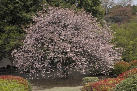 Double cherry blossoms