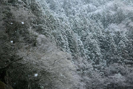 Snowing Hayashiの写真素材