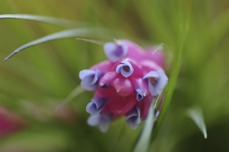 Tillandsia - Sutorikuta flowersの写真素材