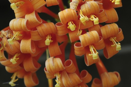 Pirosutegia Benusuta flowersの写真素材