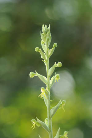 Habenava cf.cruciata flowersの写真素材