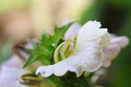 Akantsusu Montanus flowers