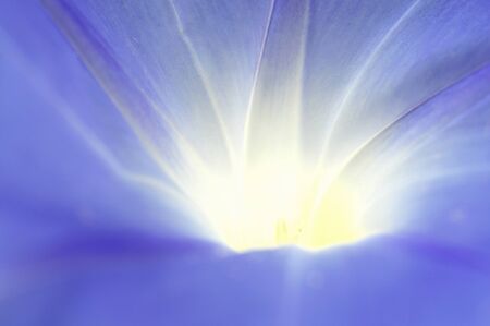 Morning glory flowersの写真素材